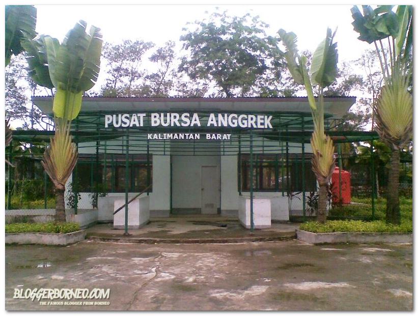 Kondisi Pusat Anggrek Kalimantan Barat 1