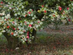 Tips Memutihkan Kulit Wajah dengan Daun Camellia