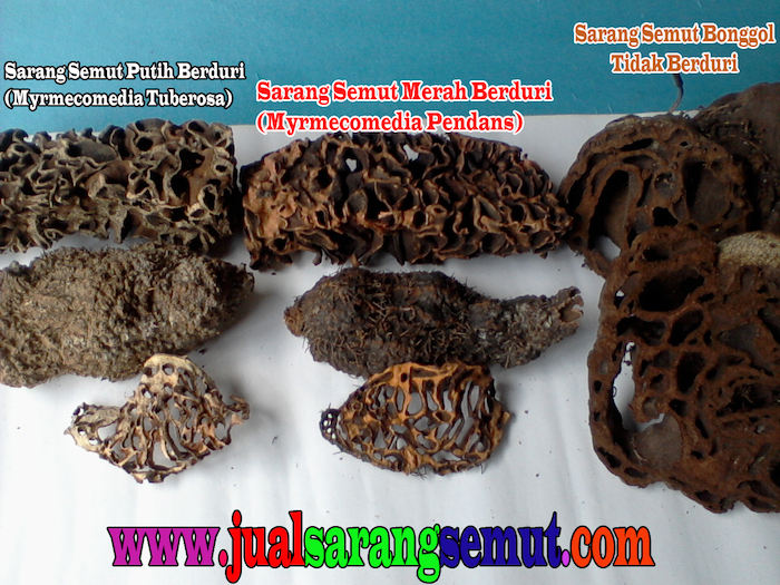 Jual Sarang Semut Kalimantan