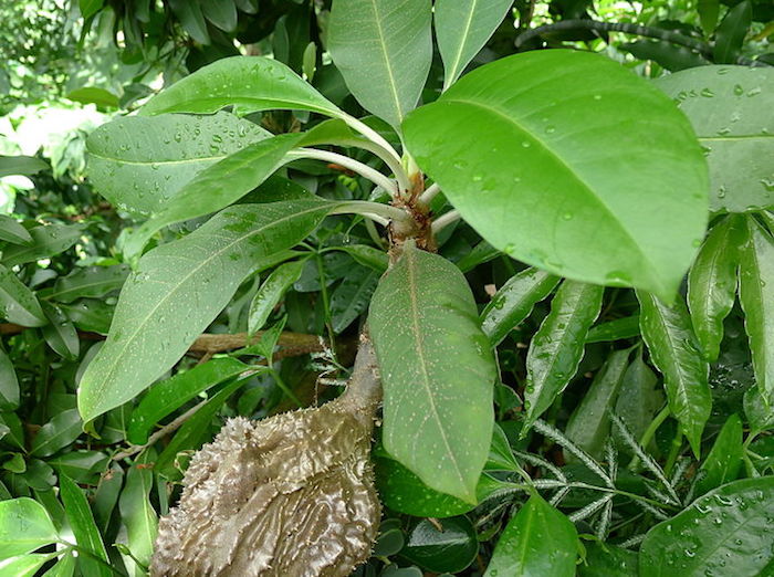 Tumbuhan Sarang Semut atau Myrmecodia Platyrea