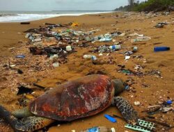 Positif Konsumsi Aspal, 10 Penyu Hijau Ditemukan Mati di Pesisir Pantai Paloh Sambas