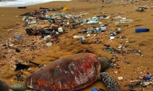 Positif Konsumsi Aspal, 10 Penyu Hijau Ditemukan Mati di Pesisir Pantai Paloh Sambas