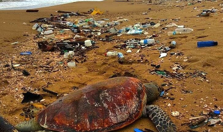 Penyu Ditemukan Mati di Kampung Halamannya Sendiri