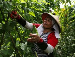 Petani Kecil Terbantu Berkat Sistem Pertanian Terpadu dari APRIL Indonesia