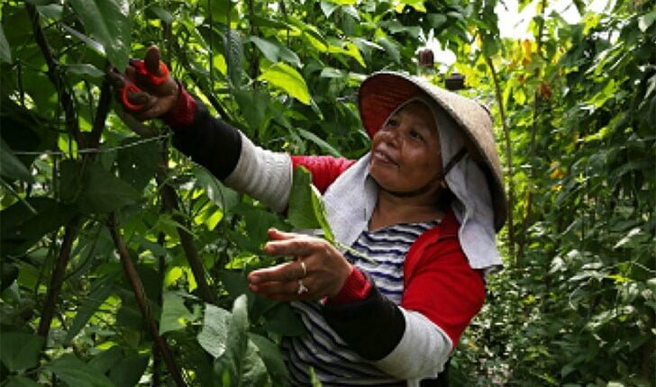 Petani Kecil Terbantu Berkat Sistem Pertanian Terpadu dari APRIL Indonesia