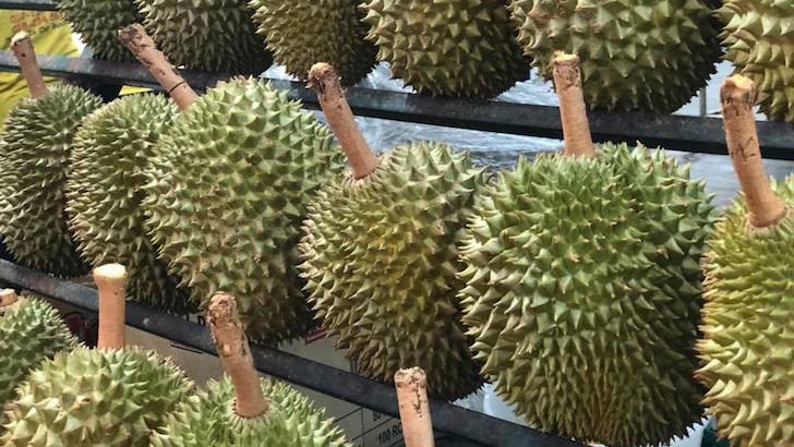 Musim Durian