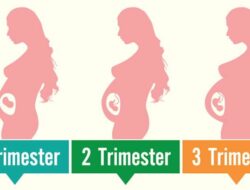 Inilah Beberapa Makanan Sehat Saat Bulan Kedua Trimester Awal