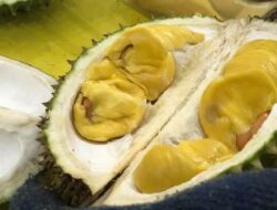 Tips Memilih Durian yang Baik dan Enak