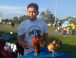 Melihat Aksi Menawan Ayam Serama di Area Car Free Day Pontianak