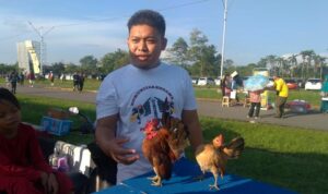 Melihat Aksi Menawan Ayam Serama di Area Car Free Day Pontianak