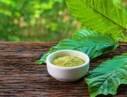 Aturan Hukum Kratom Permenkes Nomor 44 Tahun 2019, Kratom Tidak Masuk Kategori Narkotika