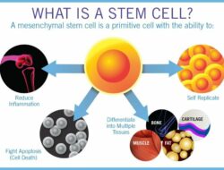 Terapi Stem Cell Hanya 3 Jutaan Per Bulan dengan SOP 100 Plus