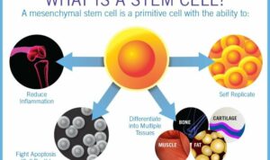 Terapi Stem Cell Hanya 3 Jutaan Per Bulan dengan SOP 100 Plus