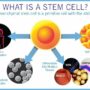 Terapi Stem Cell