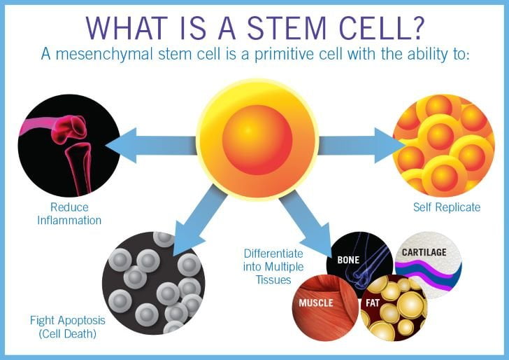 Terapi Stem Cell