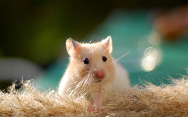 Tips Merawat Hamster