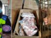 Sindikat Pedagang Daging Oplosan Malaysia
