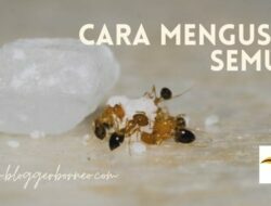 Cara Mengusir Semut Tanpa Harus Membunuhnya Menggunakan Kapur Bagus