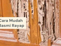 Cara Cepat Basmi Rayap di Rumah Anda dengan 5 Bahan Ini