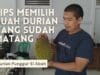 Kondisi Buah Durian Matang