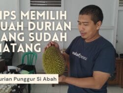 3 Cara Mudah Mengetahui Kondisi Buah Durian Matang dan Berdaging Tebal