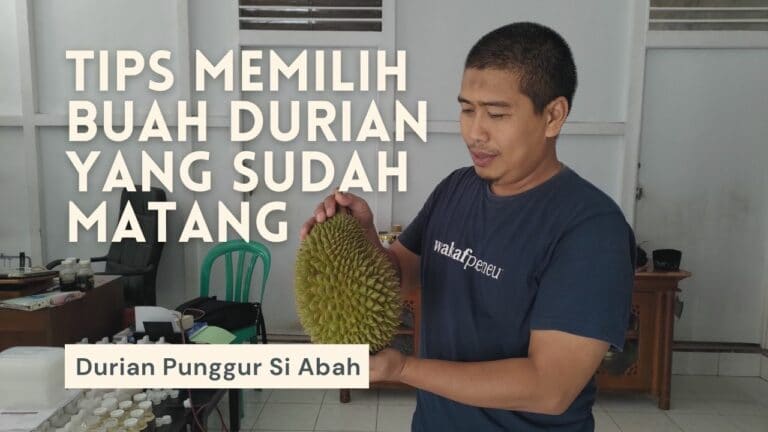 3 Cara Mudah Mengetahui Kondisi Buah Durian Matang dan Berdaging Tebal