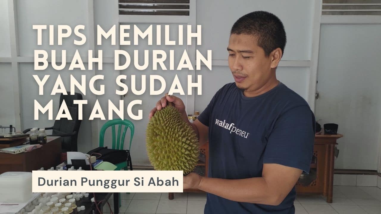 Kondisi Buah Durian Matang