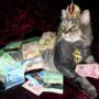 Catz Rich