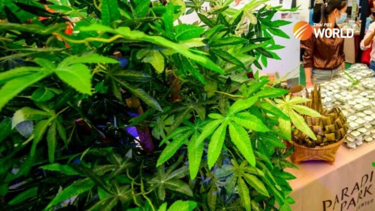 Kratom dan Ganja Legal di Thailand, Bagaimana dengan Indonesia?