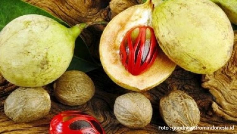 Buah Pala Haram karena Memabukkan, Apakah Benar???
