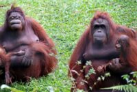 Borneo, The Largest Island in Asia in One Area There are 3 Countries