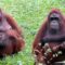 Orang Utans with Their Children