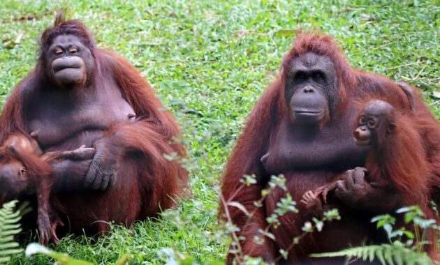 Borneo, The Largest Island in Asia in One Area There are 3 Countries