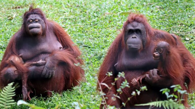 Borneo, The Largest Island in Asia in One Area There are 3 Countries