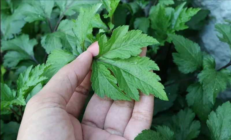 Purwoceng Herbal Indonesia