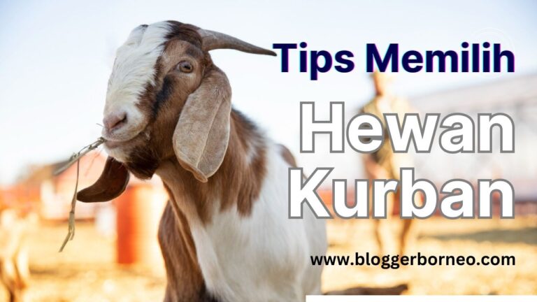 10 Tips Memilih Hewan Kurban, Pastikan Bersih, Sehat, dan Terawat
