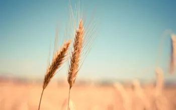 The Biblical Diet: Top 5 Bible Foods that Heal