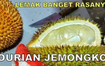 Durian Jemongko, Varietas Unggul Kalimantan Barat yang Banyak Peminat