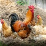 Ayam Kampung Pontianak