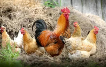 Ayam Kampung Pontianak, Menerima Pesanan Jumlah Satuan dan Partai Besar