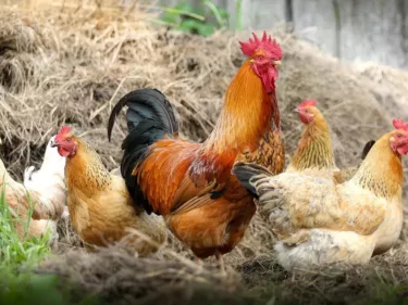 Ayam Kampung Pontianak, Menerima Pesanan Jumlah Satuan dan Partai Besar