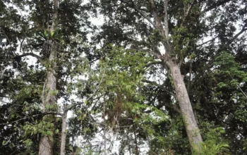 Pohon Tengkawang: Tumbuhan Maskot Kalimantan dengan Segudang Manfaat