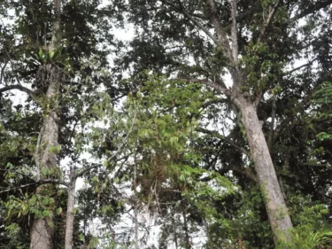 Pohon Tengkawang