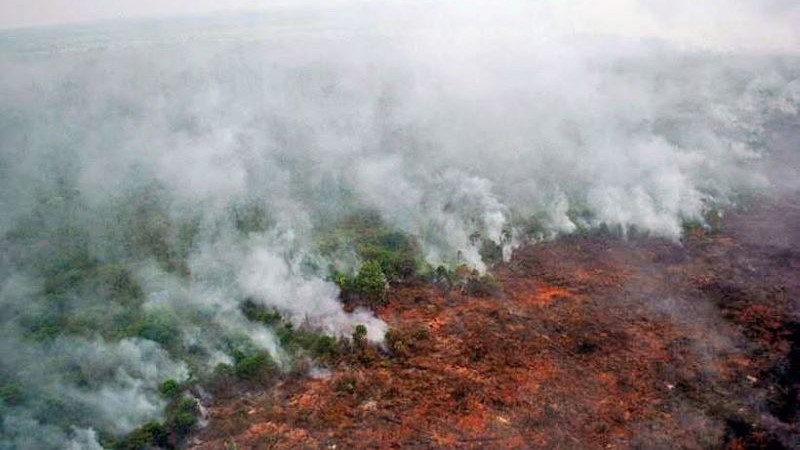 Lahan di Kalimantan Barat Dibakar 2019